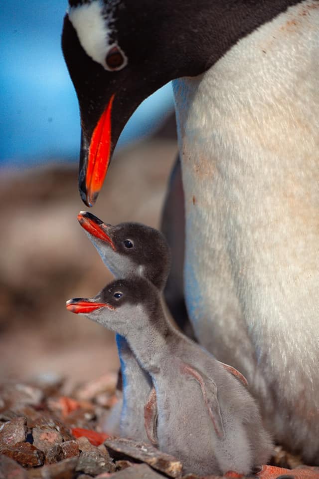 маленькие пингвинята на станции "Вернадского"