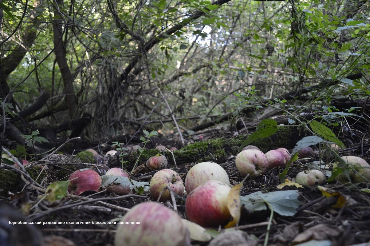 Урожай яблок в зоне ЧАЭС