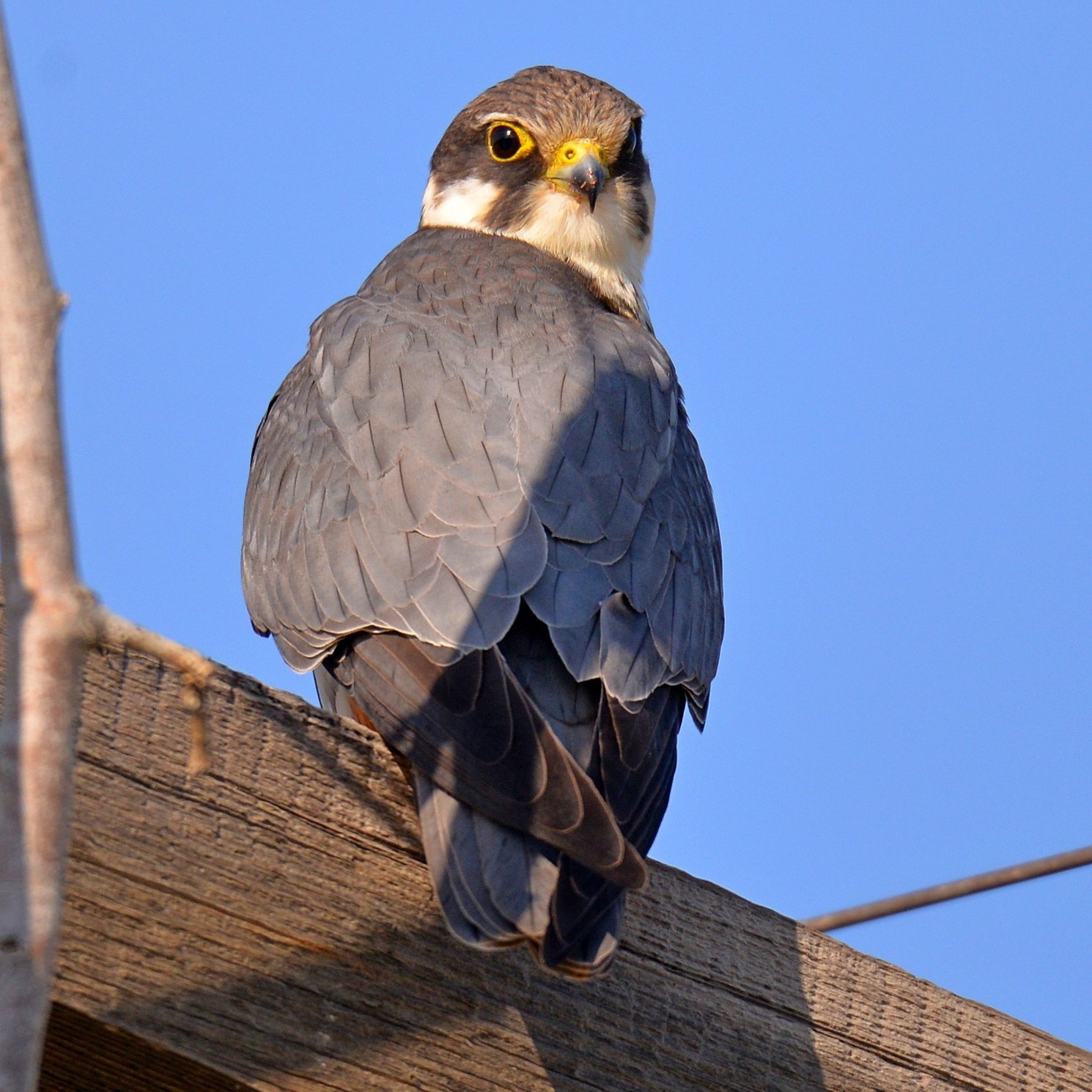 Чеглок на ветке
