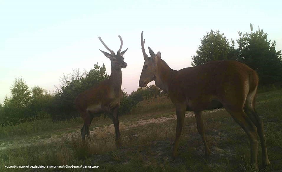 Встреча оленей