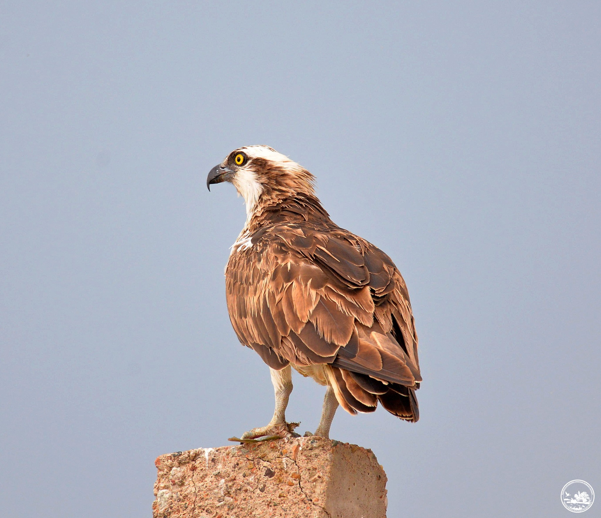 Скопа, фото 2