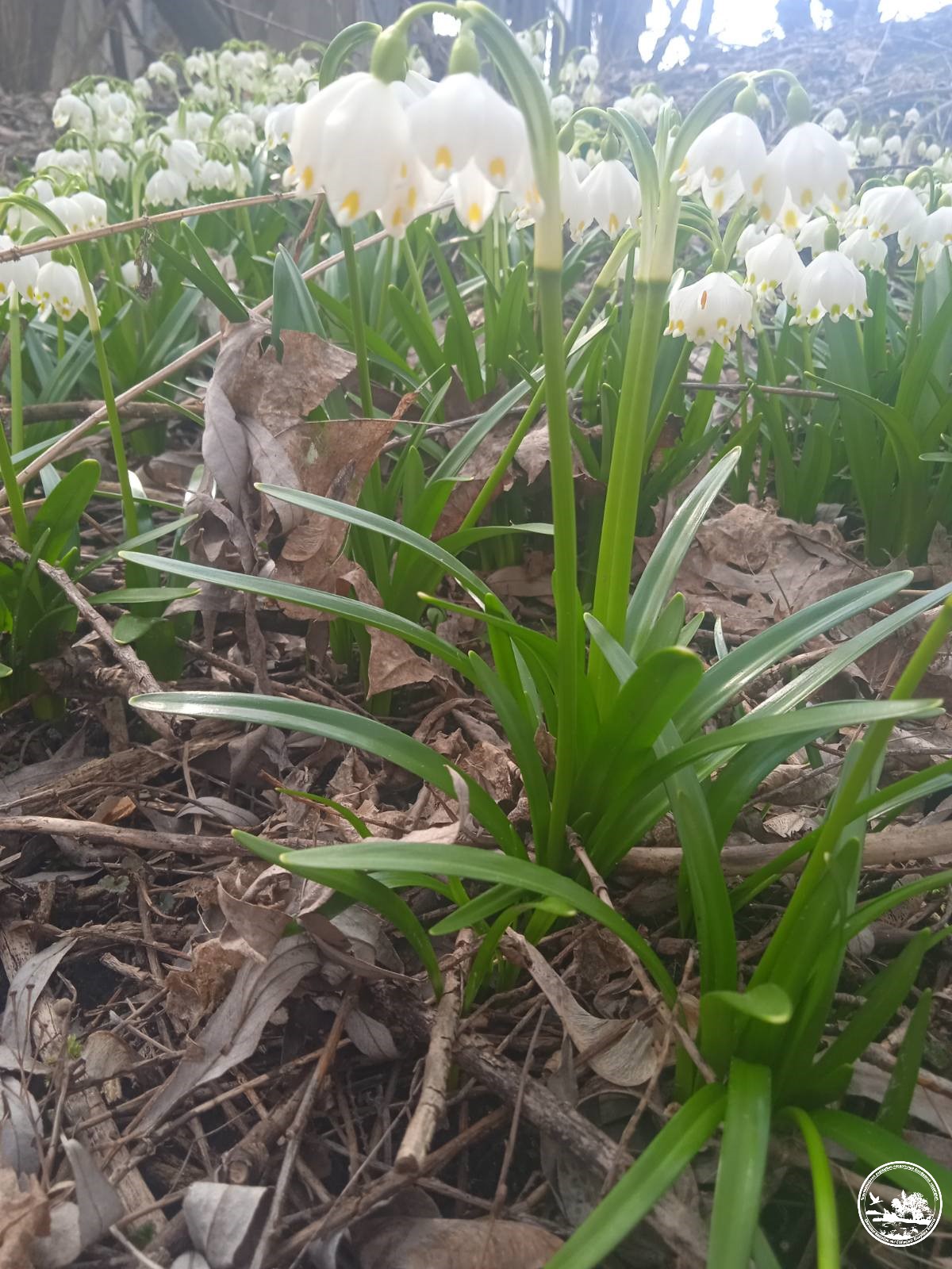 Весенние цветы, фото 2