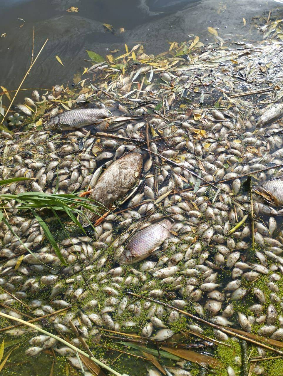 Жертвы утечки аммиака