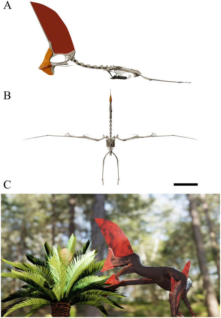 Скелет и внешний вид птерозавра