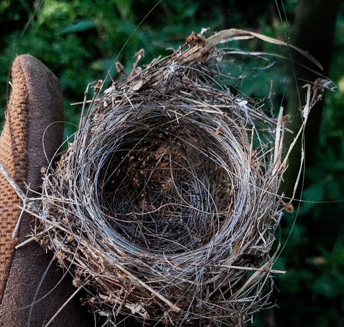 Пташине гніздо з оптоволокна.  Джерело - Фейсбук